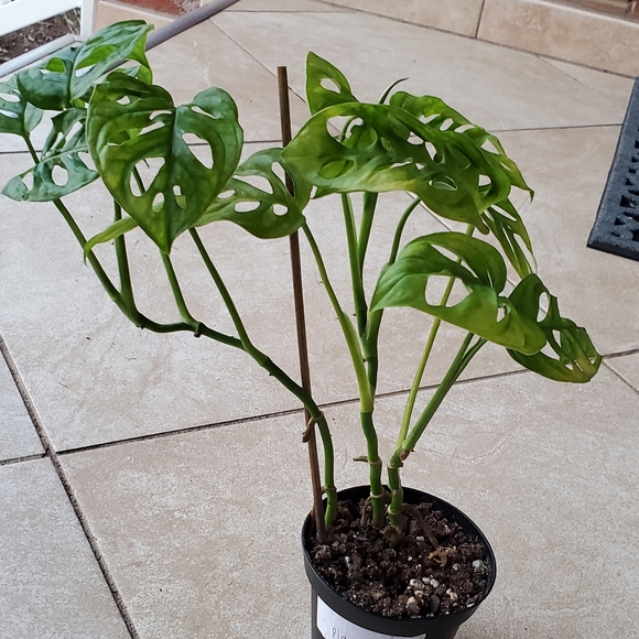 Monstera Adansonii (G) | 3" pot - Picture 3 of 10